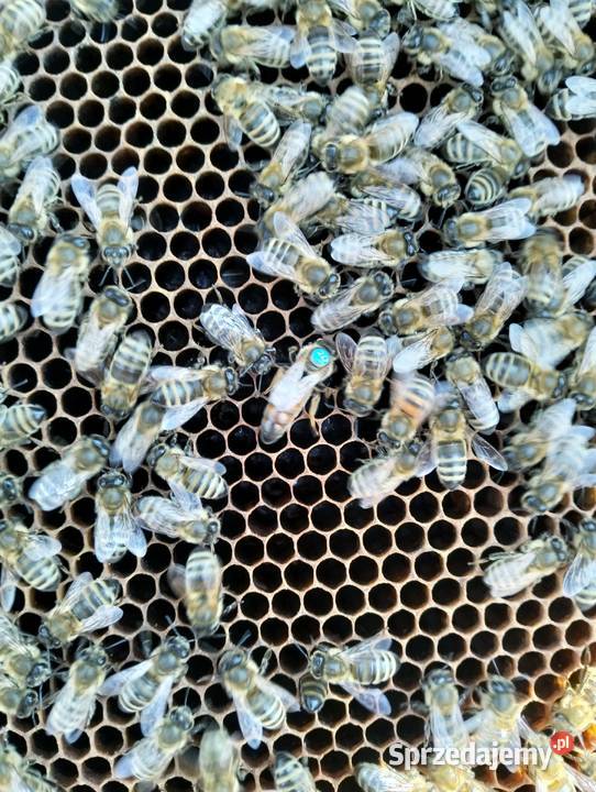 Pszczoły Pasieka Rodziny Pszczele Ule z Brańsk