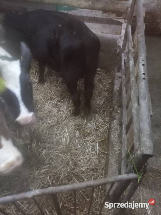 Sprzedam byczki