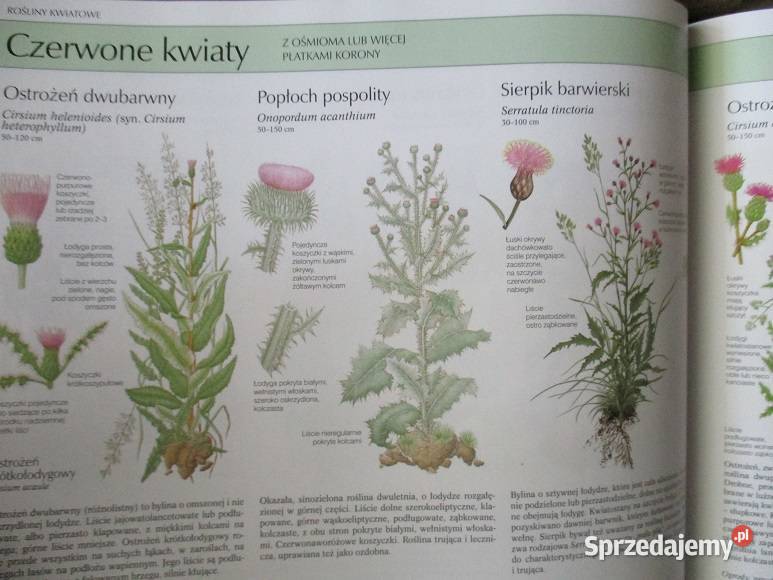 przyroda fauna flora rasy biologia Puchalski Łódź