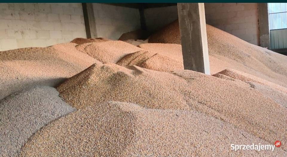 Kukurydza sucha 2023 Ok 100t Big bag luz Siedliska Drugie