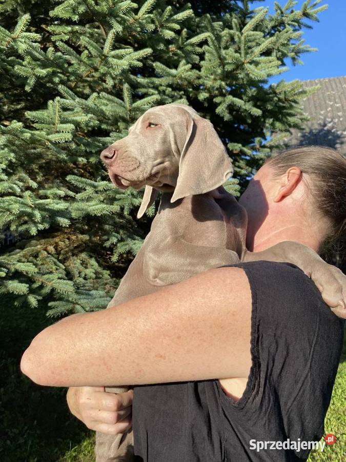 Wyżeł weimarski FCI suczka Gołcza