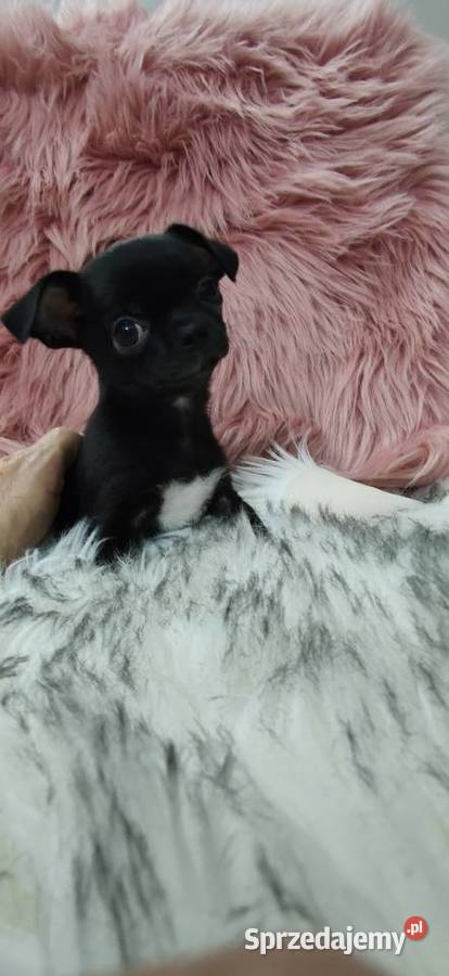 Gotowy Do Odbioru Czarny Piękny Chłopczyk wielkopolskie Ciszkowo