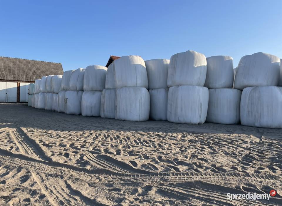 Sianosianokiszonka baloty ze stodoły transport Krotoszyn