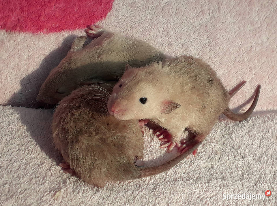 Szczurki szczury szczur Dumbo piękne oswojone mazowieckie Warszawa