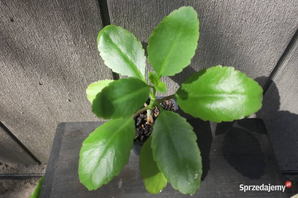 Żyworódka Pierzasta Kalanchoe Pinnata ok 17