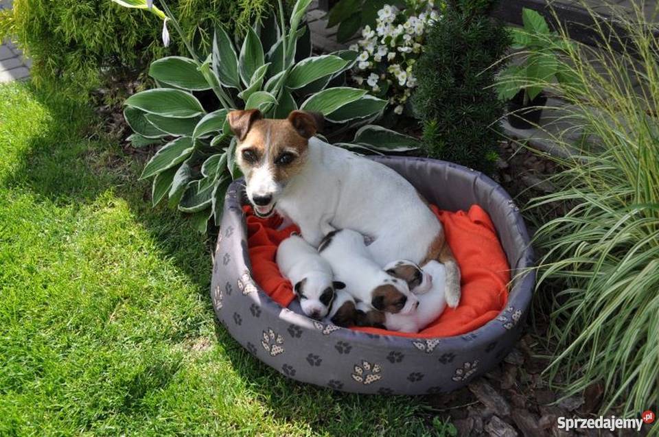 Jack Russell Terrier szczenięta Zamość lubelskie