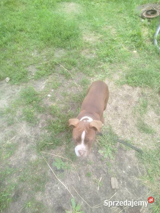 Szczeniak amstaff podlaskie Wyk