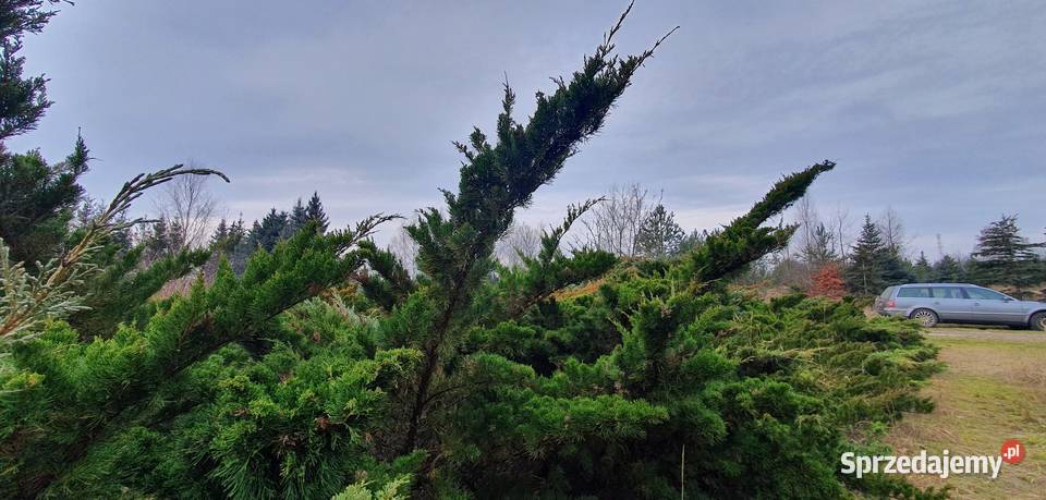 Duże jałowce Mint Julep Duży jałowiec z bryłą na Wisznice