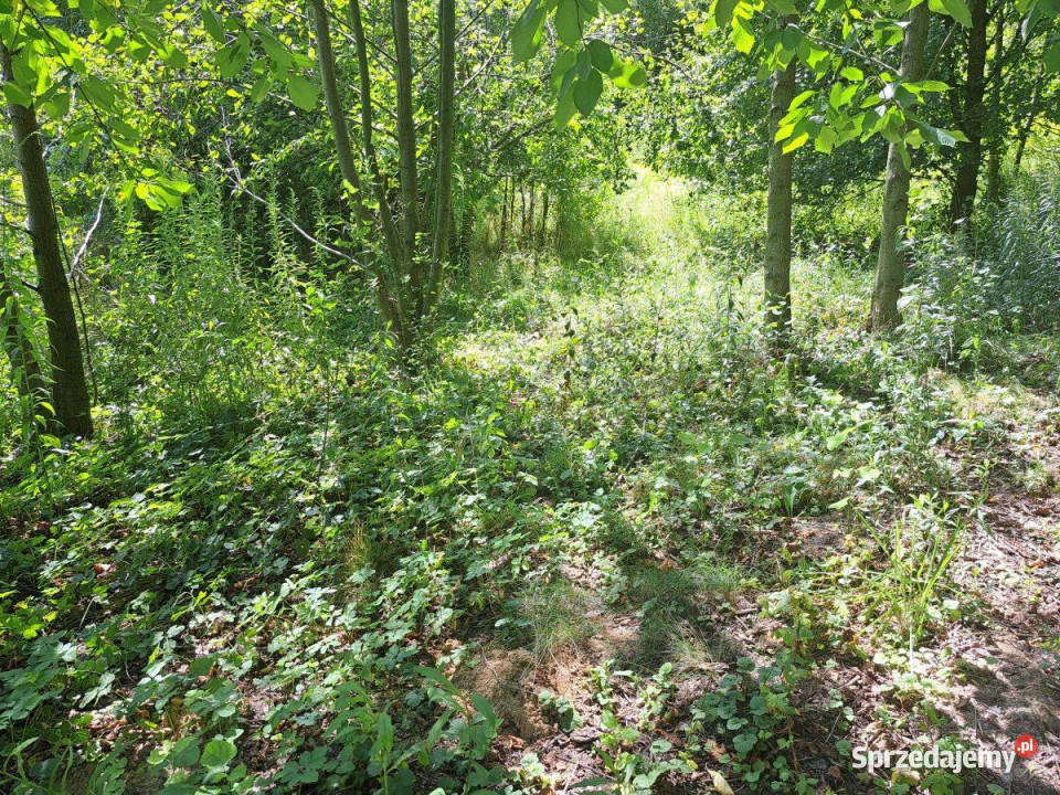 Nielepicedzialka budowlana w otoczeniu zieleni Nielepice