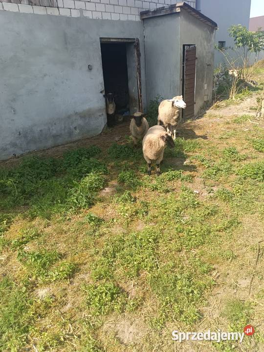 Baranki owce Kolonia Lipnik sprzedam