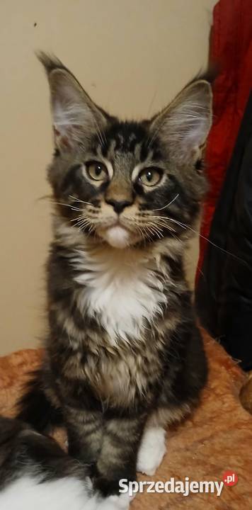 Maine Coon kocurki Warszawa mazowieckie sprzedam