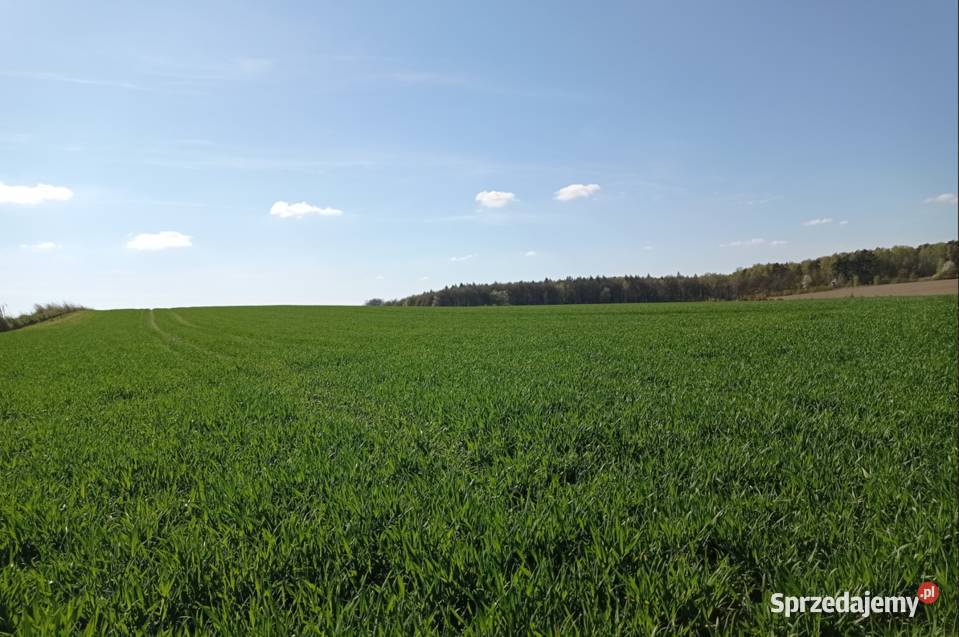 Działka rolna 30 arów Zbrosławice sprzedam