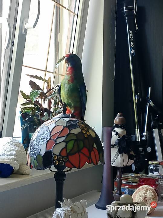 Papugi rozelle królewskie Drawski Młyn sprzedam