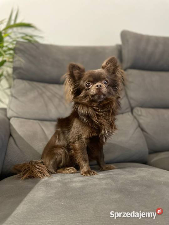 Piekny reproduktor Chihuahua długowłosy Krycie i reprodukcja wielkopolskie Piła