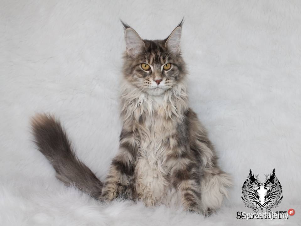 Kotka Maine Coon kociego behawiorysty Nowa Ruda