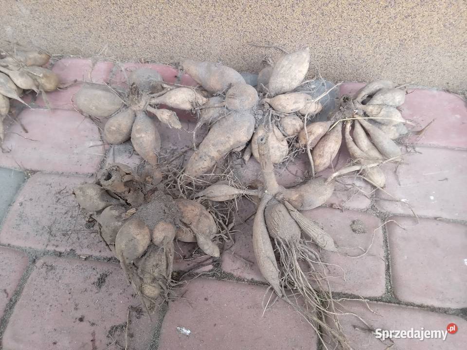 Dalie wysokie karpy bulwy sadzonki Cebulki i bulwy