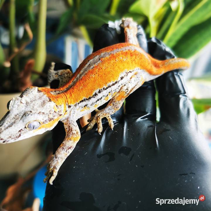 Gekon gargulcowaty rhacodactylus avriculatus małopolskie Kraków