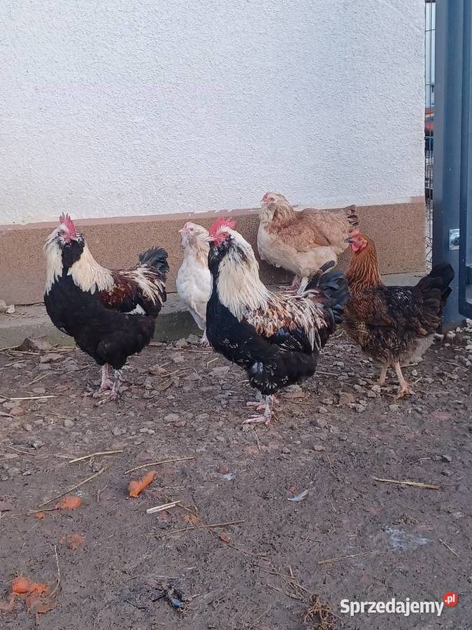 Kogut fawerola Dębica