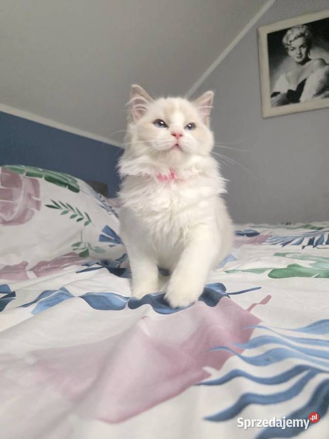 Urocza Lilly kotka hodowlana do hodowli FPL Fife Ragdoll Uścikowo