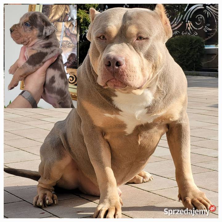 American bully Abkc piękne szczenięta sprzedam