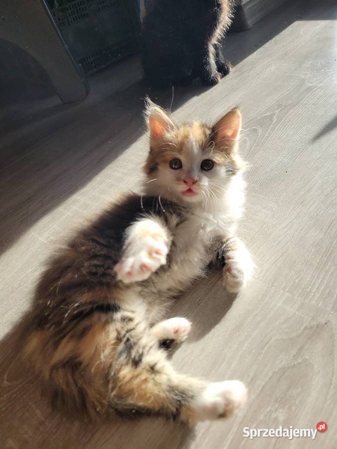 Kotki Maine Coon Polesie Mikułowskie