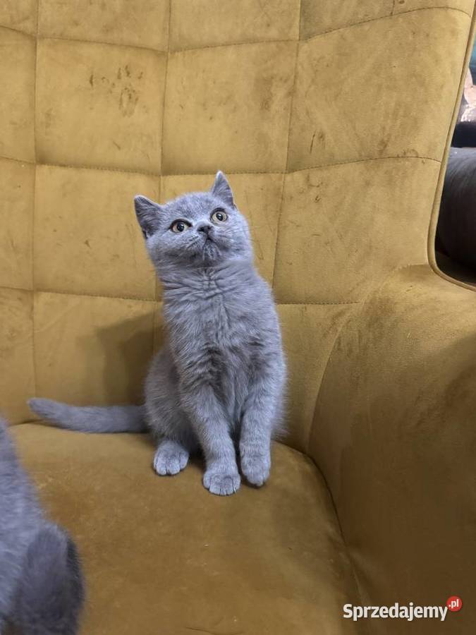 Kocur brytyjski Niebieski FPl śląskie Żory