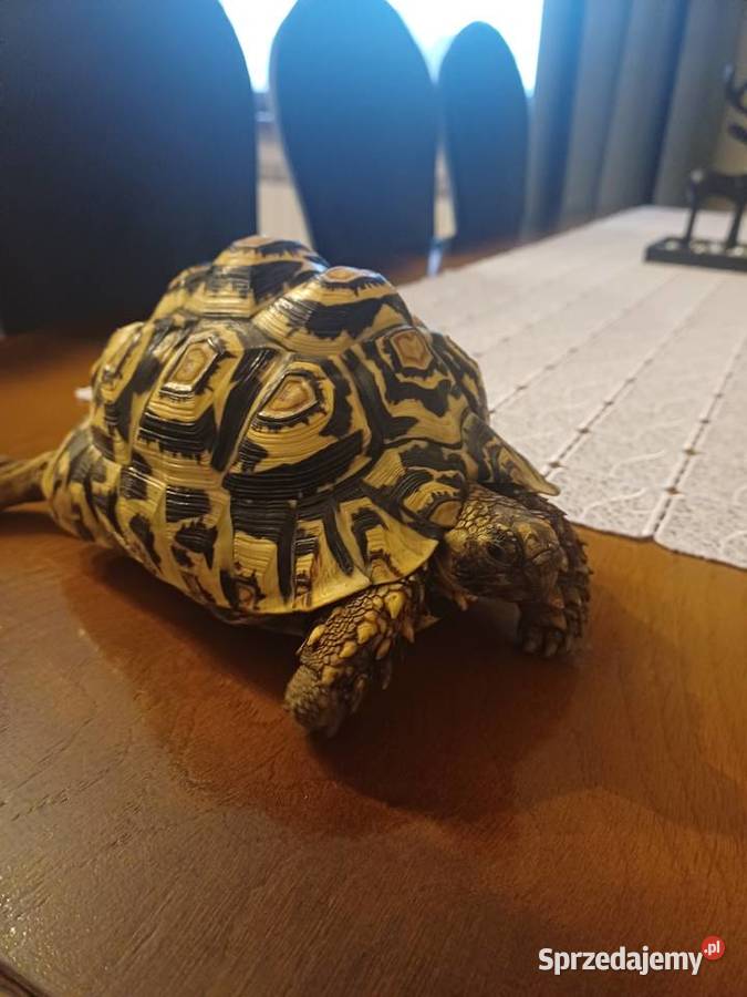 Żółw lamparci Sączów