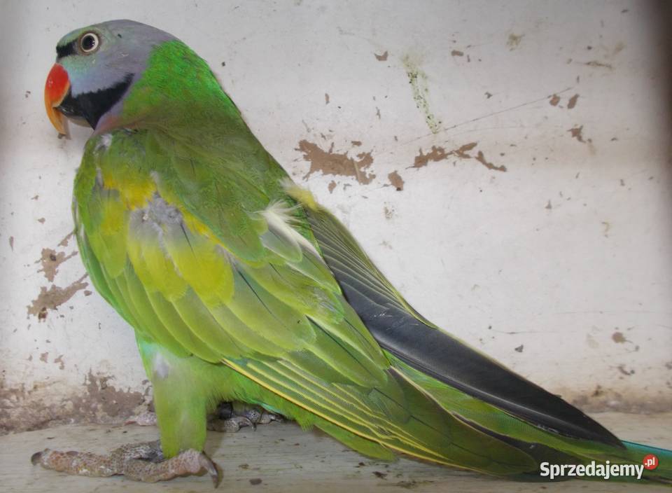 Aleksandretta różowopierśna Kościan sprzedam