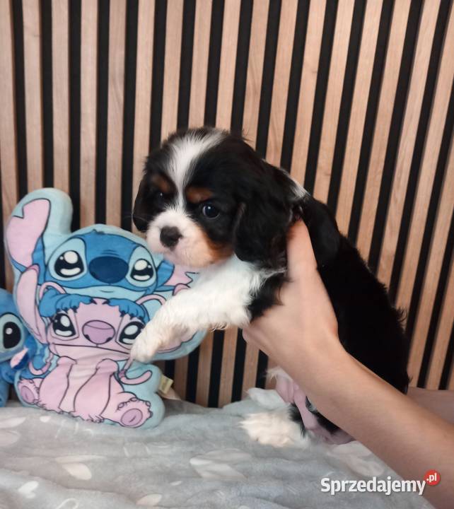 Cavalier King Charles Spaniel Strzelce Opolskie