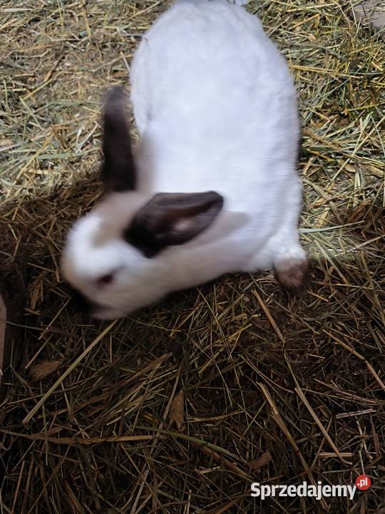 Samice różne i inne króliki Jasieniec