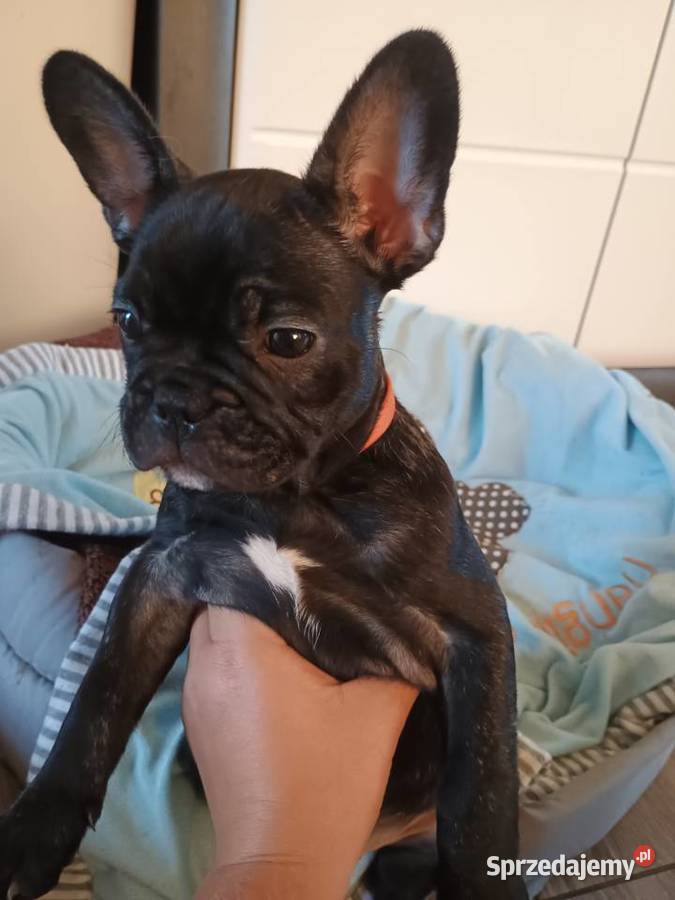 Szczenięta Buldog Francuski pomorskie Kwidzyn