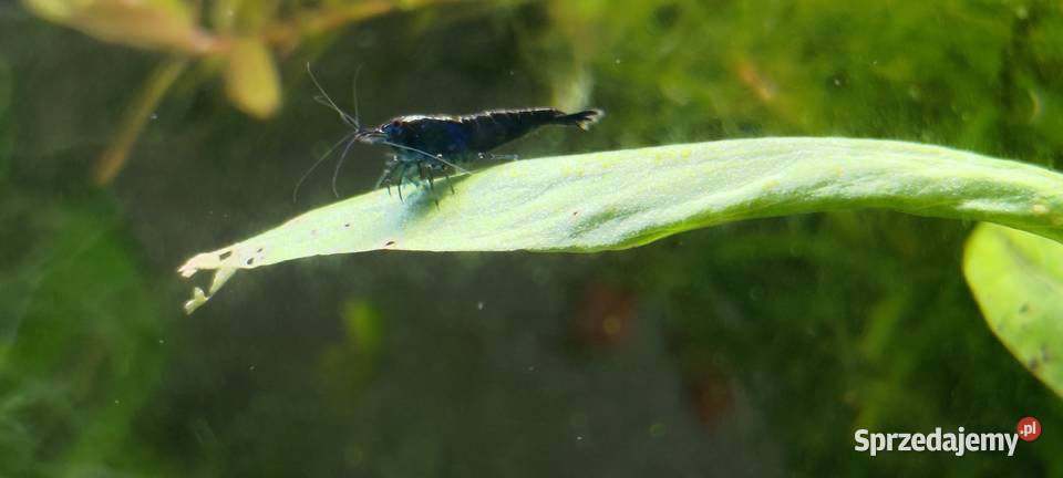 Neocaridina Blue VelvetBlack Rose Kraków