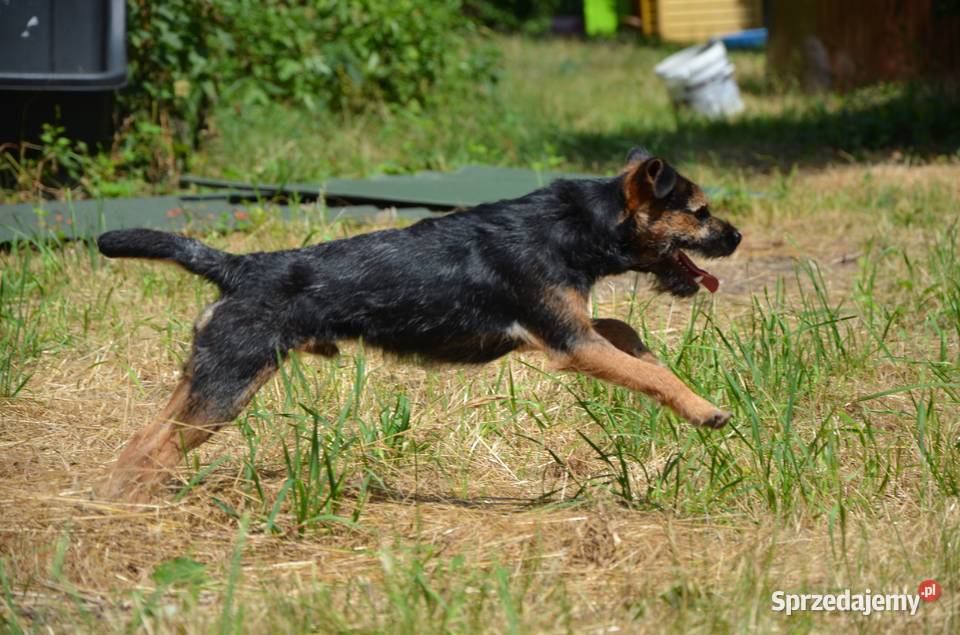 Border Terrier ZKwP FCI szczenięta rezerwacja mazowieckie Brwinów
