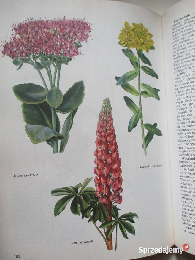 Kwitnący ogród ogród uprawa kwiaty rosliny łódzkie