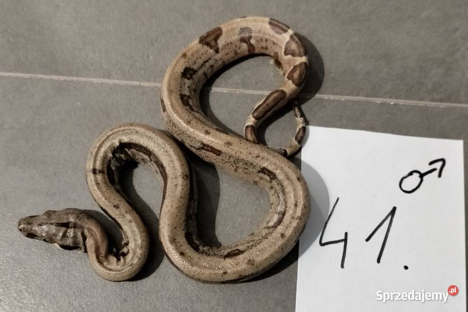 Boa cesarskie hypo samce cb26 Gady i płazy Połomia