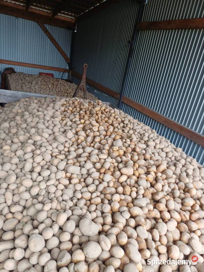 Ziemniaki denar soraya lord dowóz Borowa