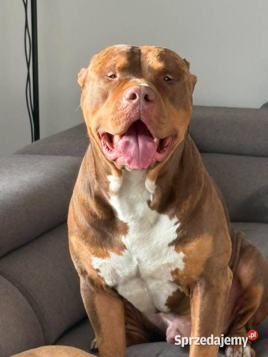 American bully xl abkc suczka szczeniak sprzedam