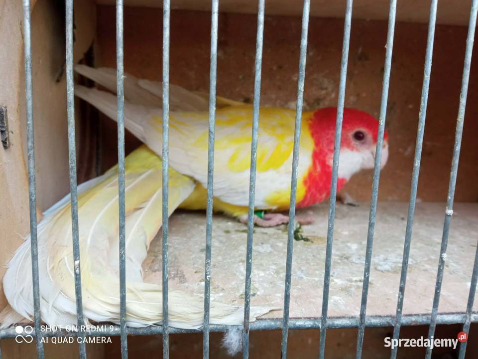 Rozella białolica samica Skała sprzedam