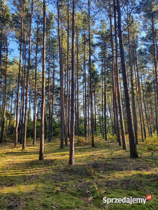 Działka leśna 5600m 90 Warszawy Sprzedaż Kostrzyn