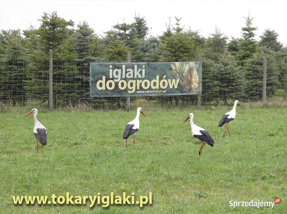 ThujaTuja Szmaragd Kórnik Jodła SosnaTokary Gdańsk