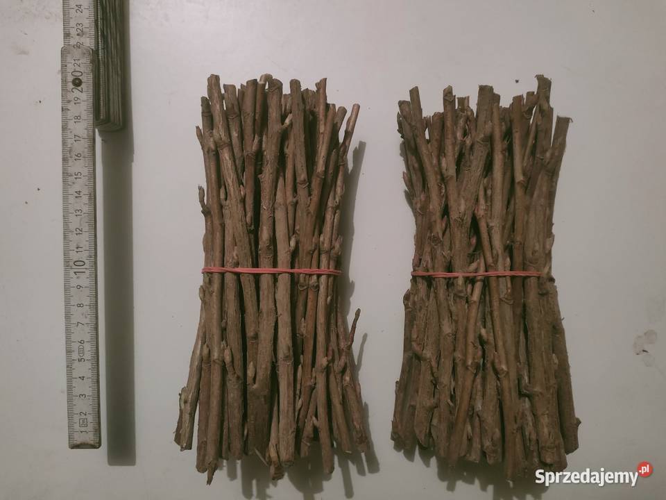 Sztobry porzeczki Polichna sprzedam