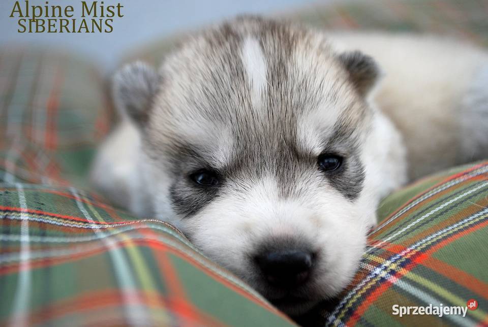 Szczeniaki srebrnobiałe Siberian Husky lato 2023 Rzeszów