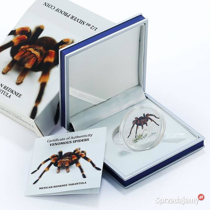 MEXICAN REDKNEE TARANTULA Venomous Spiders