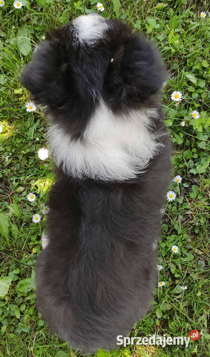 Piękny czarnobiały Border Collie pies ZAFIR z Psy podkarpackie