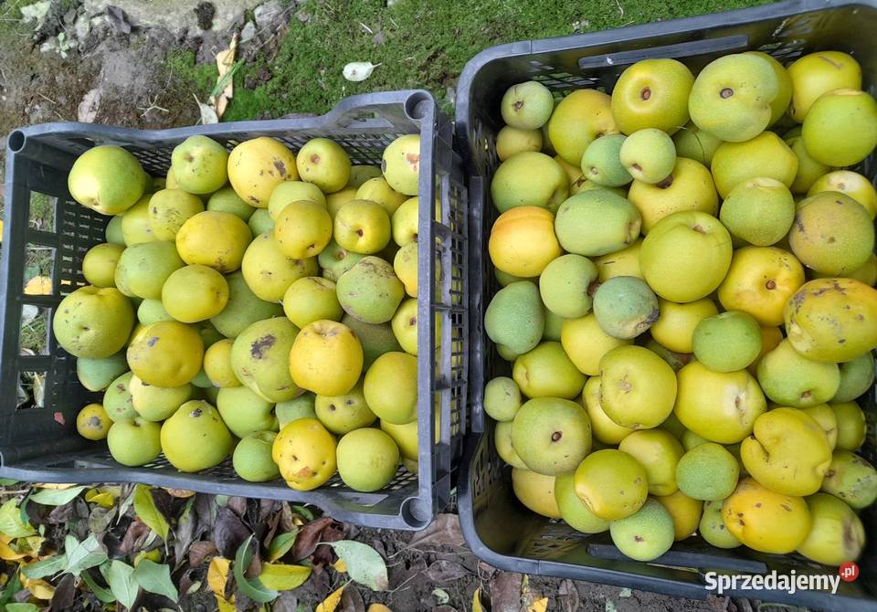 Sprzedam pigwe Turek