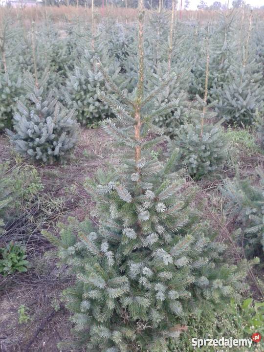 Świerk srebrny kaibab Świerk serbski omorica Sierpc