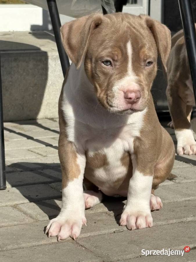 American bully xl suczka Czerlejno