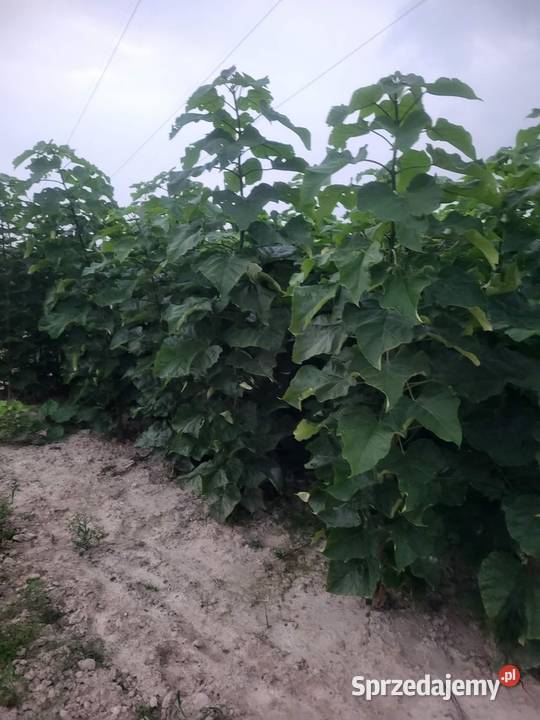 Klon katalpa hibiskus morwa modrzew Puławy
