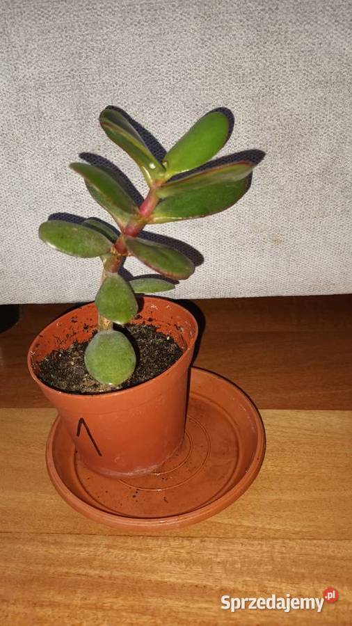 Grubosz sansewieria trzykrotkasetkrezja aloes Warszawa sprzedam