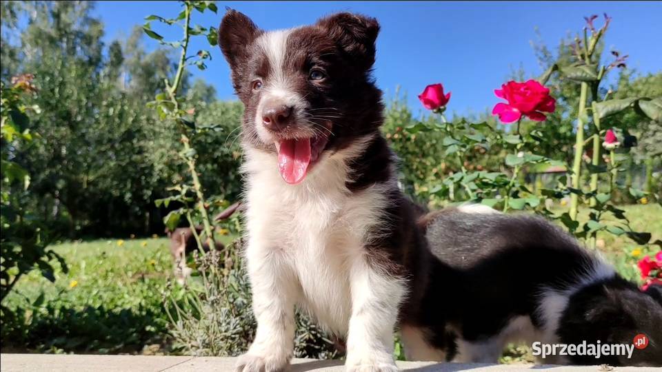 Wspaniały Pies FAZI BORDER COLLIE z pełną dok